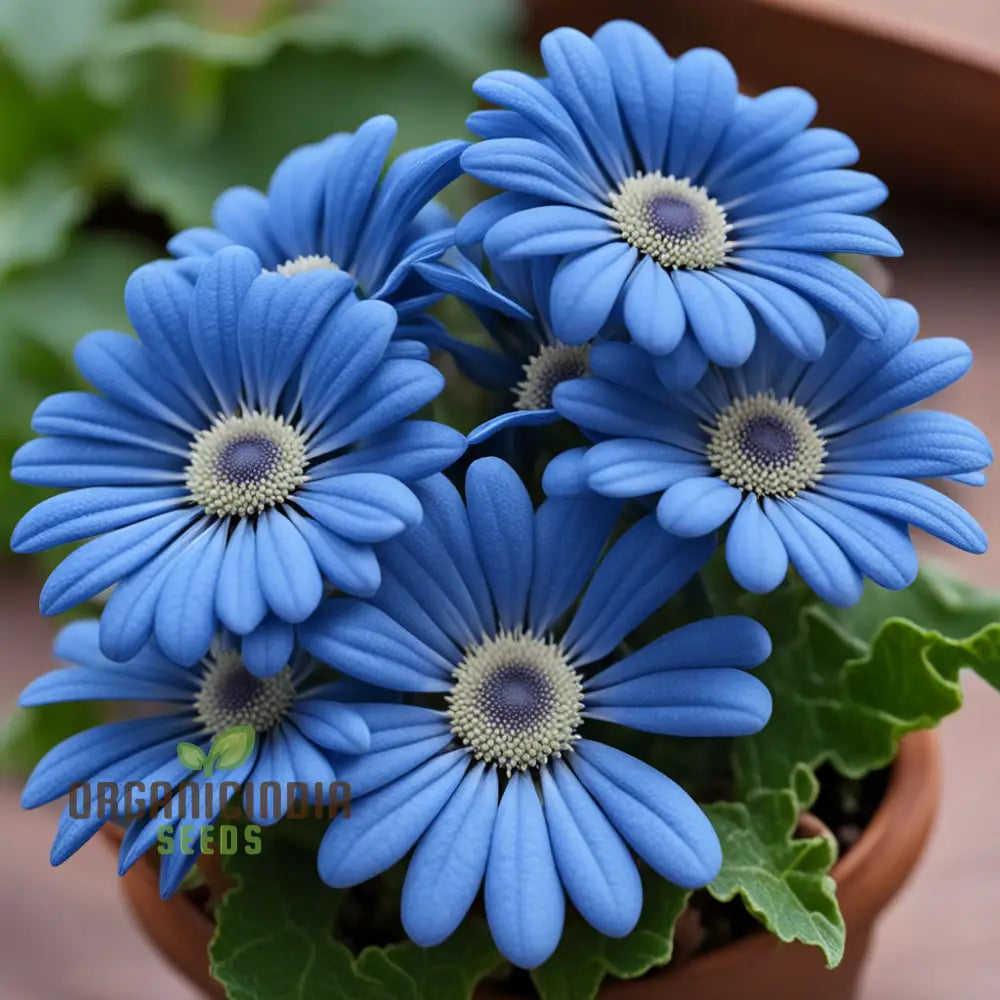 Blue Cineraria (Senecio Cruentus) Flower Seeds â€“ Elevate Your Gardening With Gorgeous Vibrant