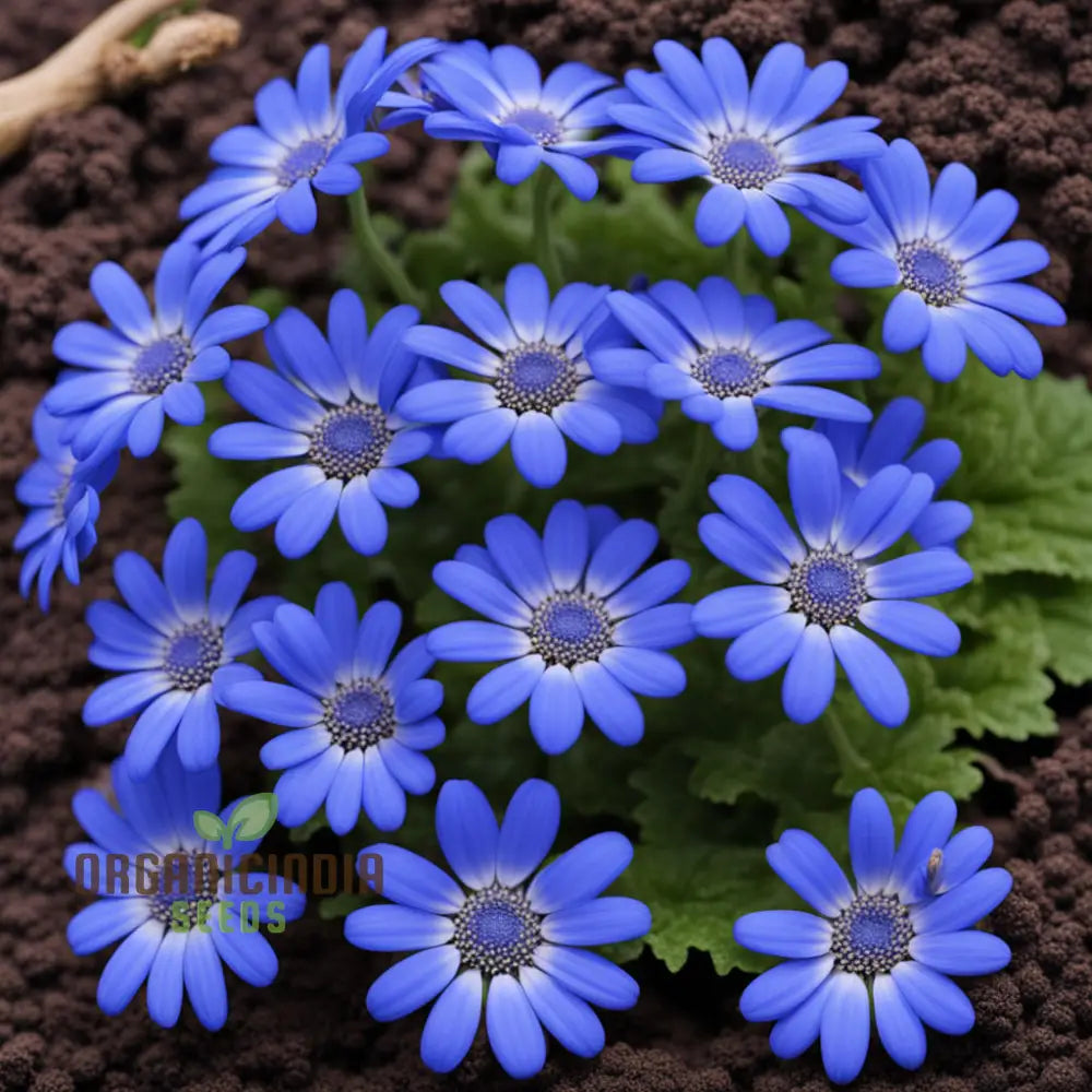 Blue Cineraria (Senecio Cruentus) Flower Seeds â€“ Elevate Your Gardening With Gorgeous Vibrant