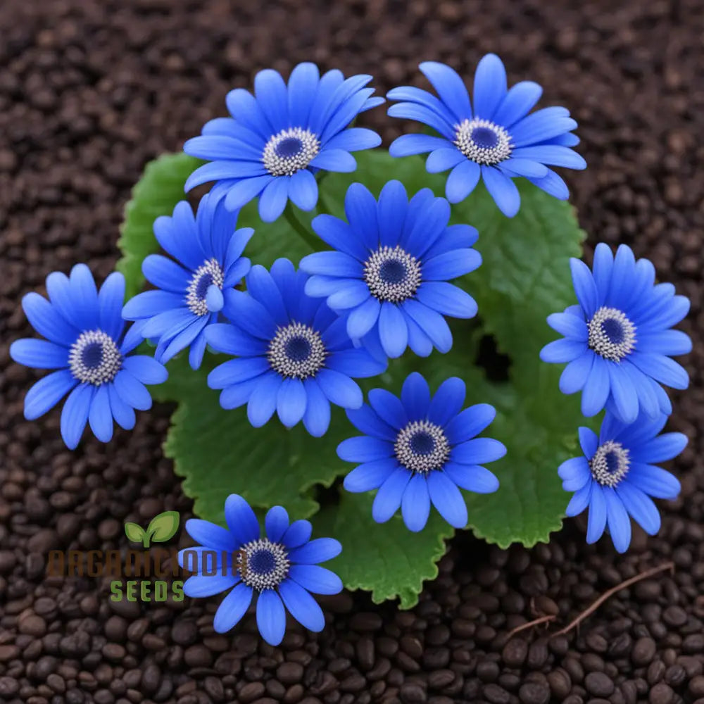 Blue Cineraria (Senecio Cruentus) Flower Seeds – Elevate Your Gardening With Gorgeous Vibrant