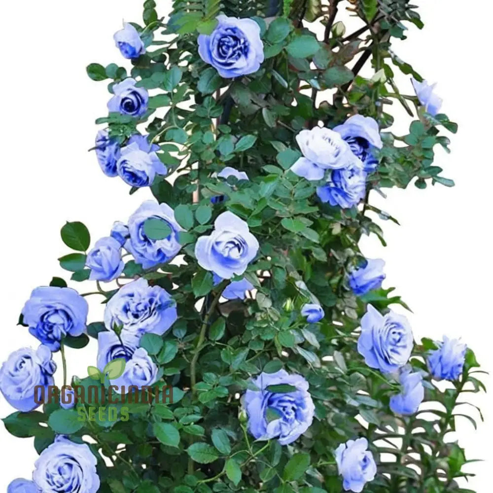 Blue Climbing Rose Seeds – Elevate Your Gardening Experience With Stunning Cascading Blooms