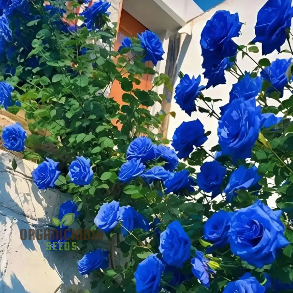 Blue Climbing Rose Seeds – Elevate Your Gardening Experience With Stunning Cascading Blooms