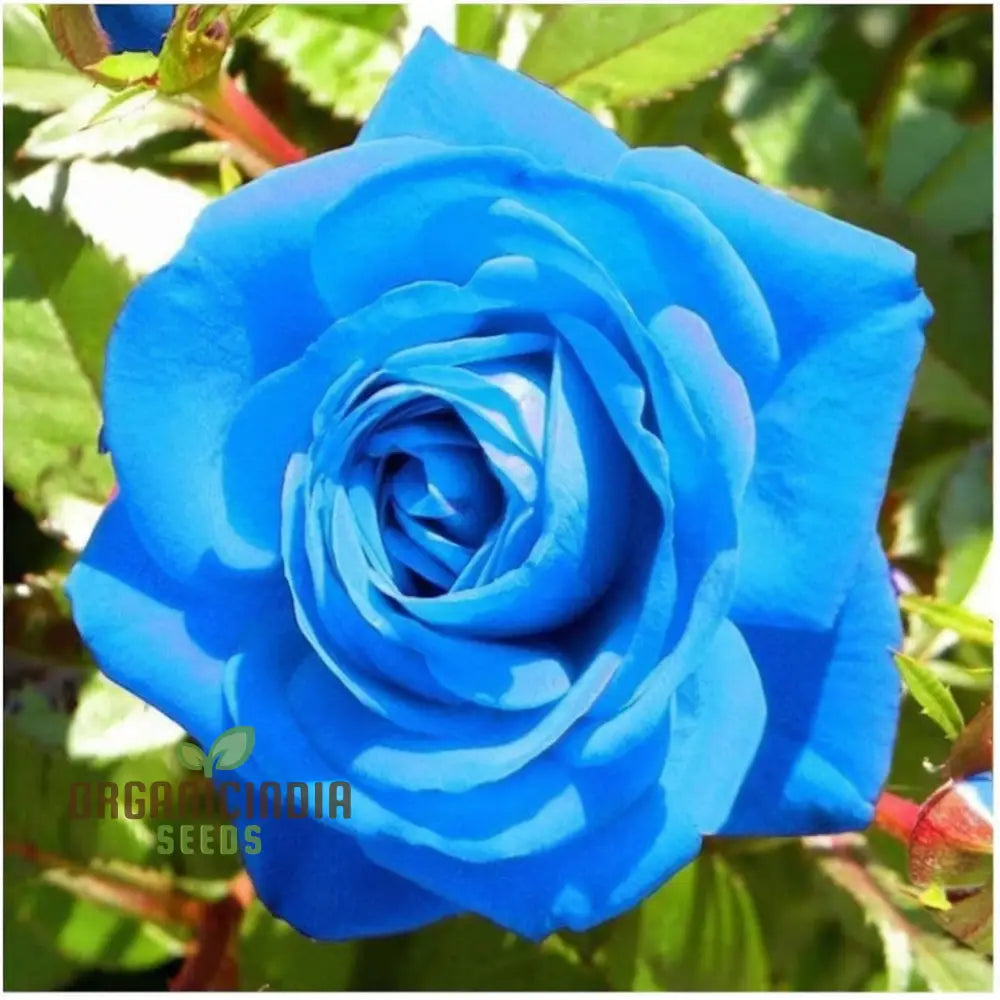 Blue Climbing Rose Seeds – Elevate Your Gardening Experience With Stunning Cascading Blooms