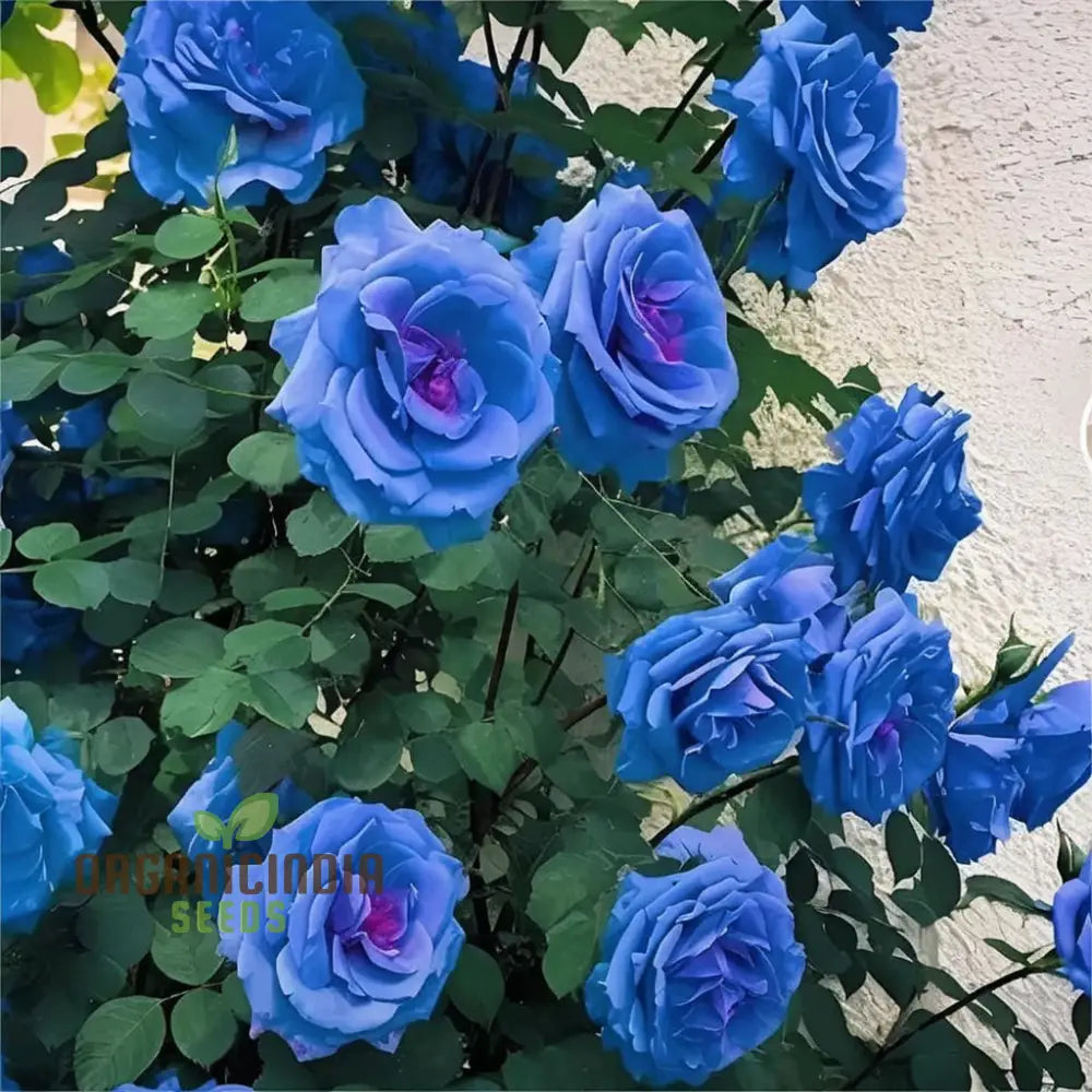 Blue Climbing Rose Seeds – Elevate Your Gardening Experience With Stunning Cascading Blooms