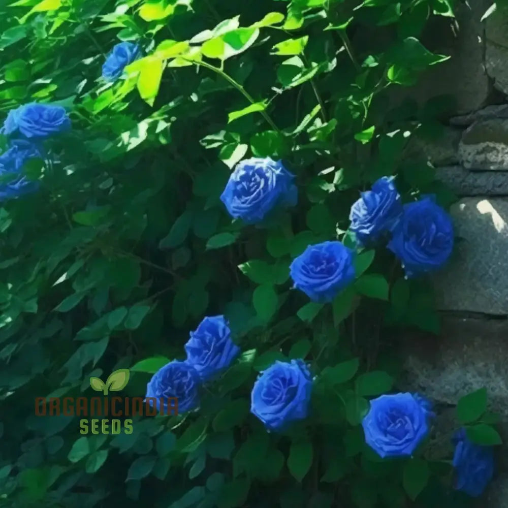 Blue Climbing Rose Seeds – Elevate Your Gardening Experience With Stunning Cascading Blooms