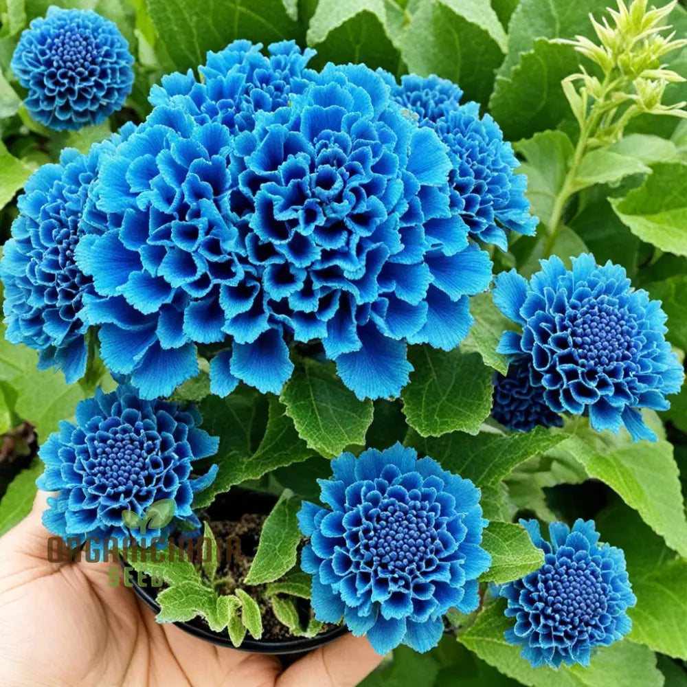 Blue Cockscomb Flower Seeds For A Stunning And Lively Garden Display Annuals