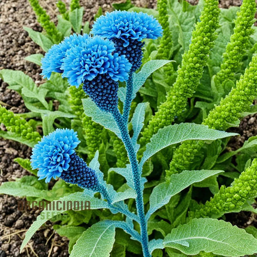 Blue Cockscomb Flower Seeds For A Stunning And Lively Garden Display Annuals