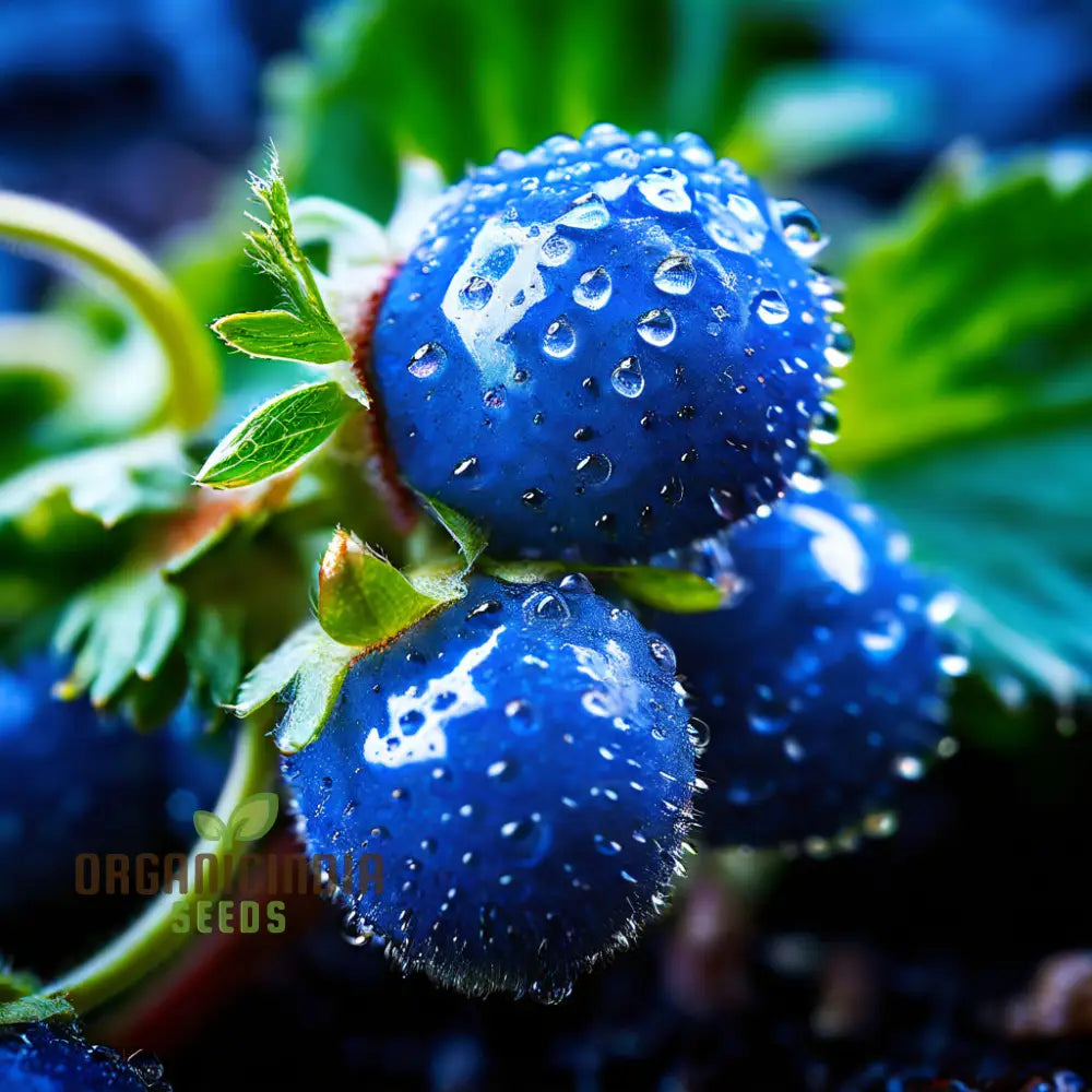 Blue Color Strawberry Fruit Seeds For Planting Enhance Your Gardening Experience With Unique