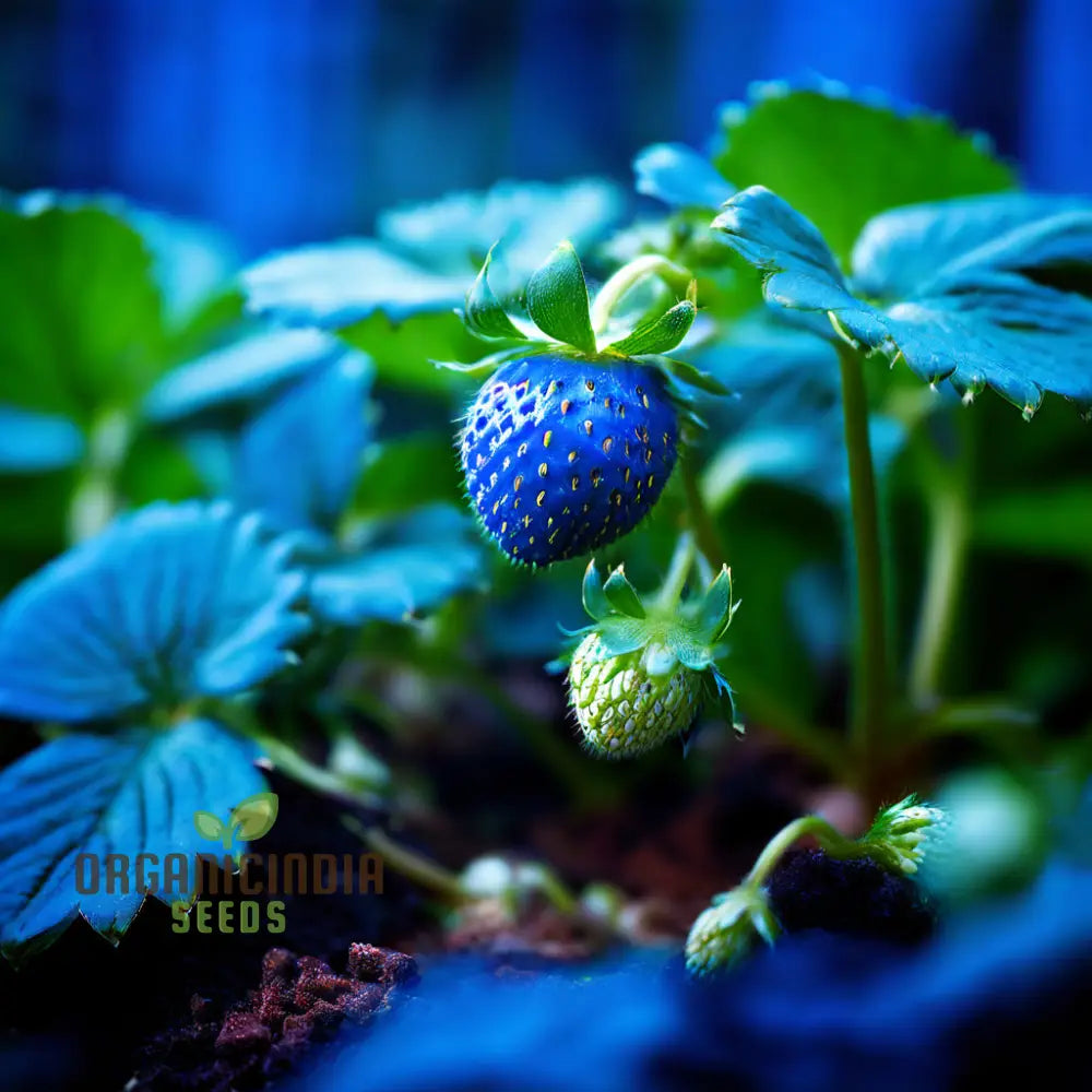 Blue Color Strawberry Fruit Seeds For Planting Enhance Your Gardening Experience With Unique