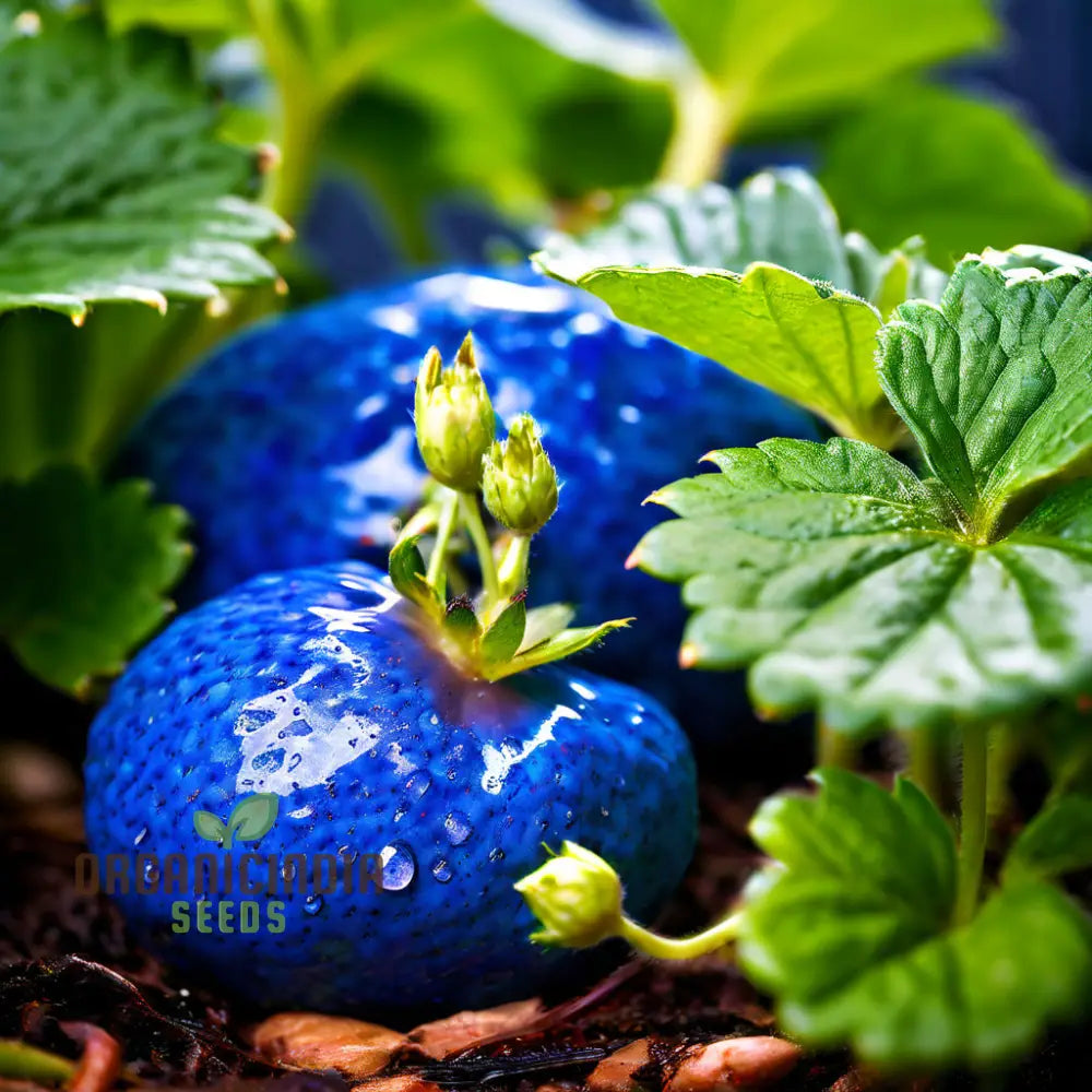 Blue Color Strawberry Fruit Seeds For Planting Enhance Your Gardening Experience With Unique