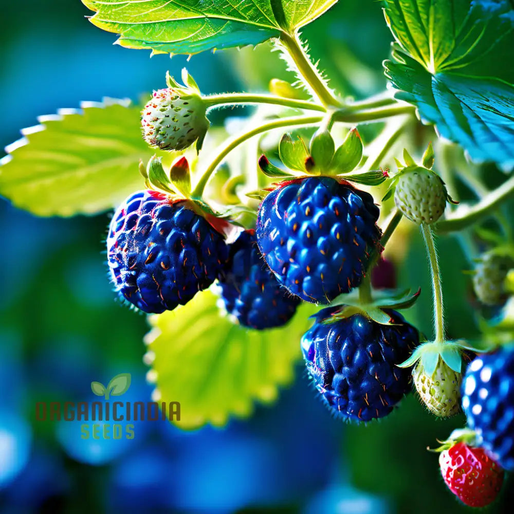 Blue Color Strawberry Fruit Seeds For Planting Enhance Your Gardening Experience With Unique