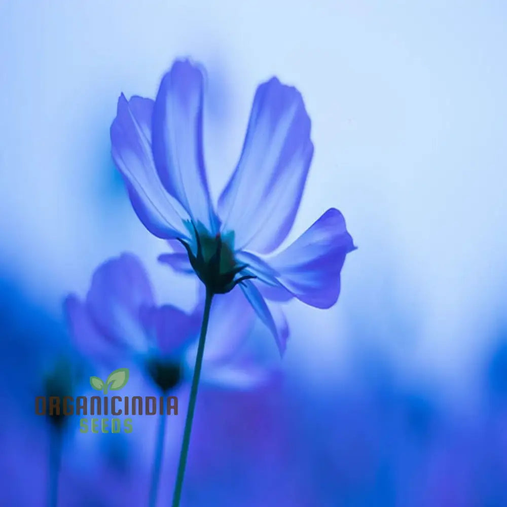 Blue Cosmos Flower Seeds - Ideal For Vibrant And Lush Gardens Enhance Your Outdoor Space With