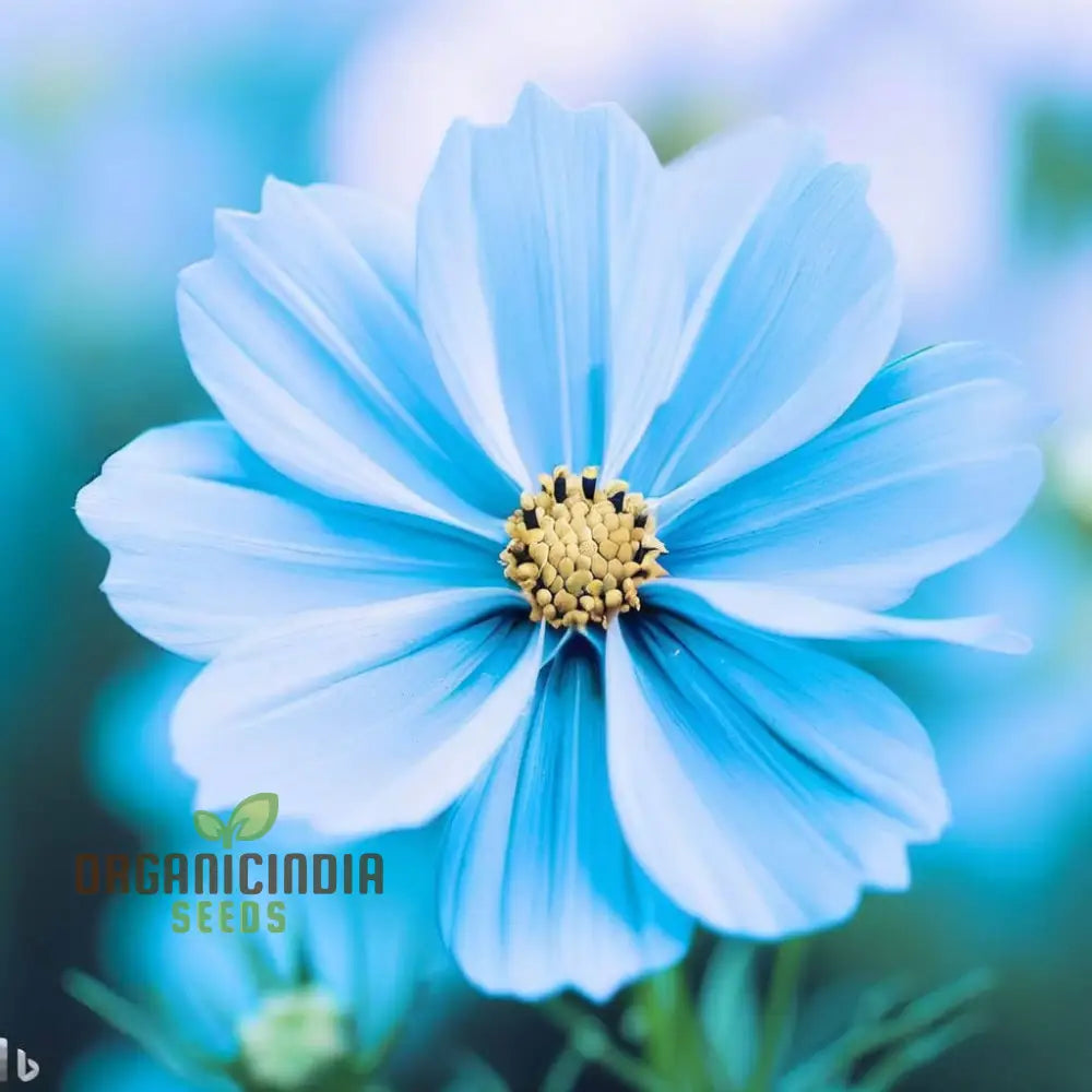 Blue Cosmos Flower Seeds - Ideal For Vibrant And Lush Gardens Enhance Your Outdoor Space With