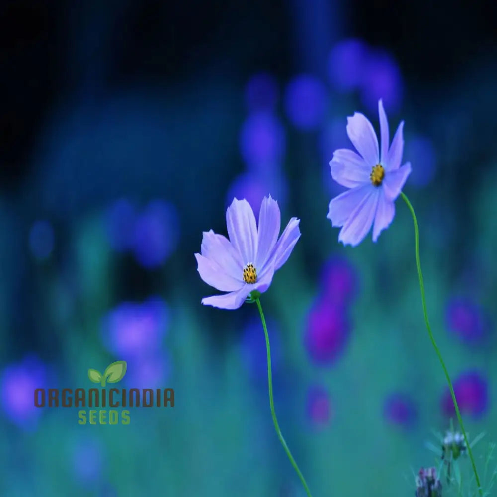 Blue Cosmos Flower Seeds - Ideal For Vibrant And Lush Gardens Enhance Your Outdoor Space With