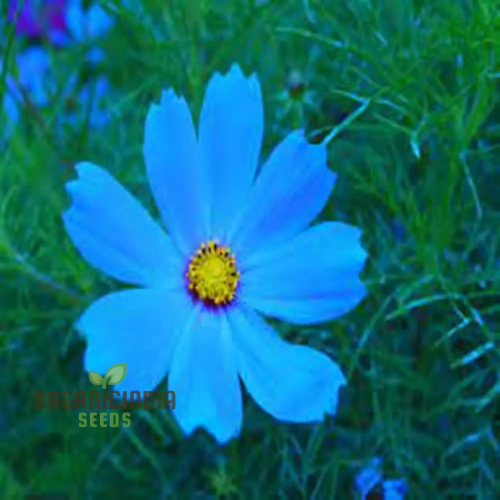 Blue Cosmos Flower Seeds - Ideal For Vibrant And Lush Gardens Enhance Your Outdoor Space With