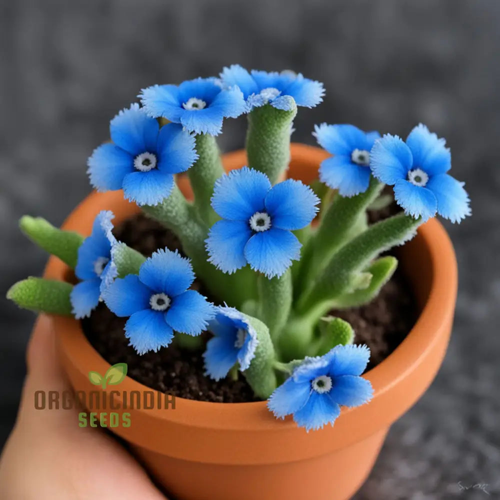 Blue Cynoglossum Flower Seeds – Elevate Your Gardening Experience With Exquisite Tranquil Blooms