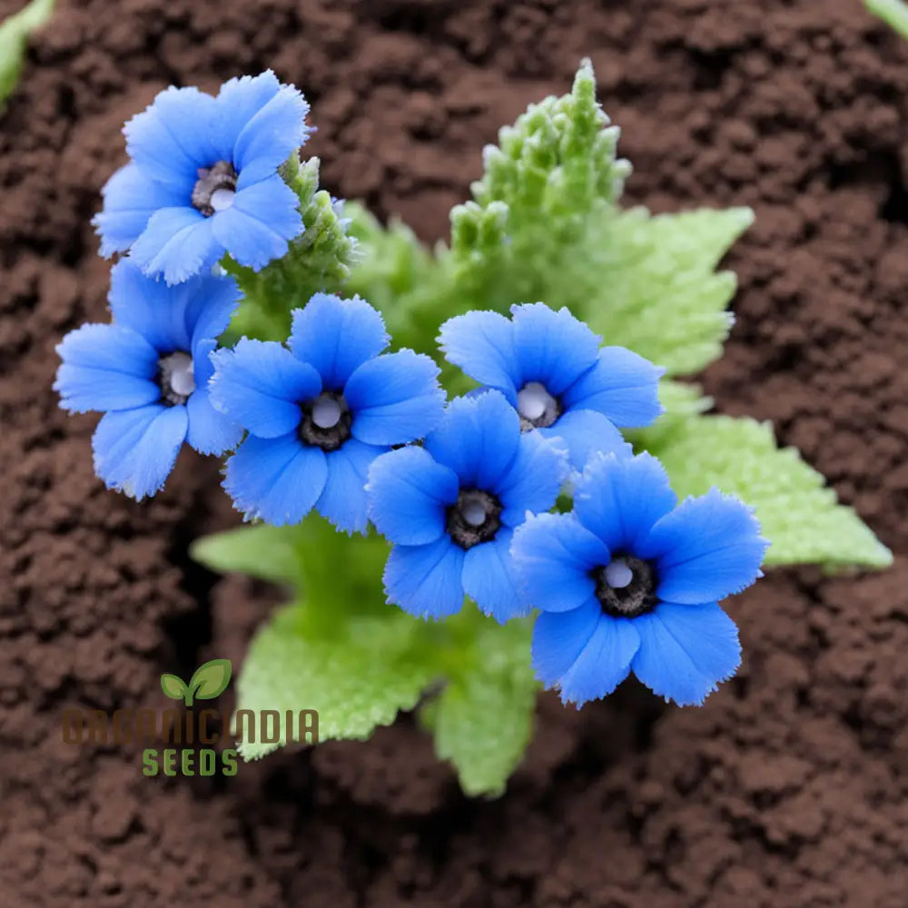 Blue Cynoglossum Flower Seeds – Elevate Your Gardening Experience With Exquisite Tranquil Blooms