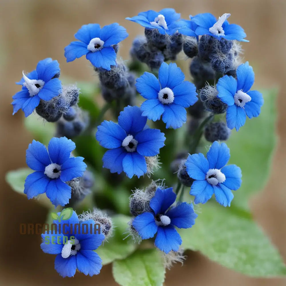 Blue Cynoglossum Flower Seeds – Elevate Your Gardening Experience With Exquisite Tranquil Blooms