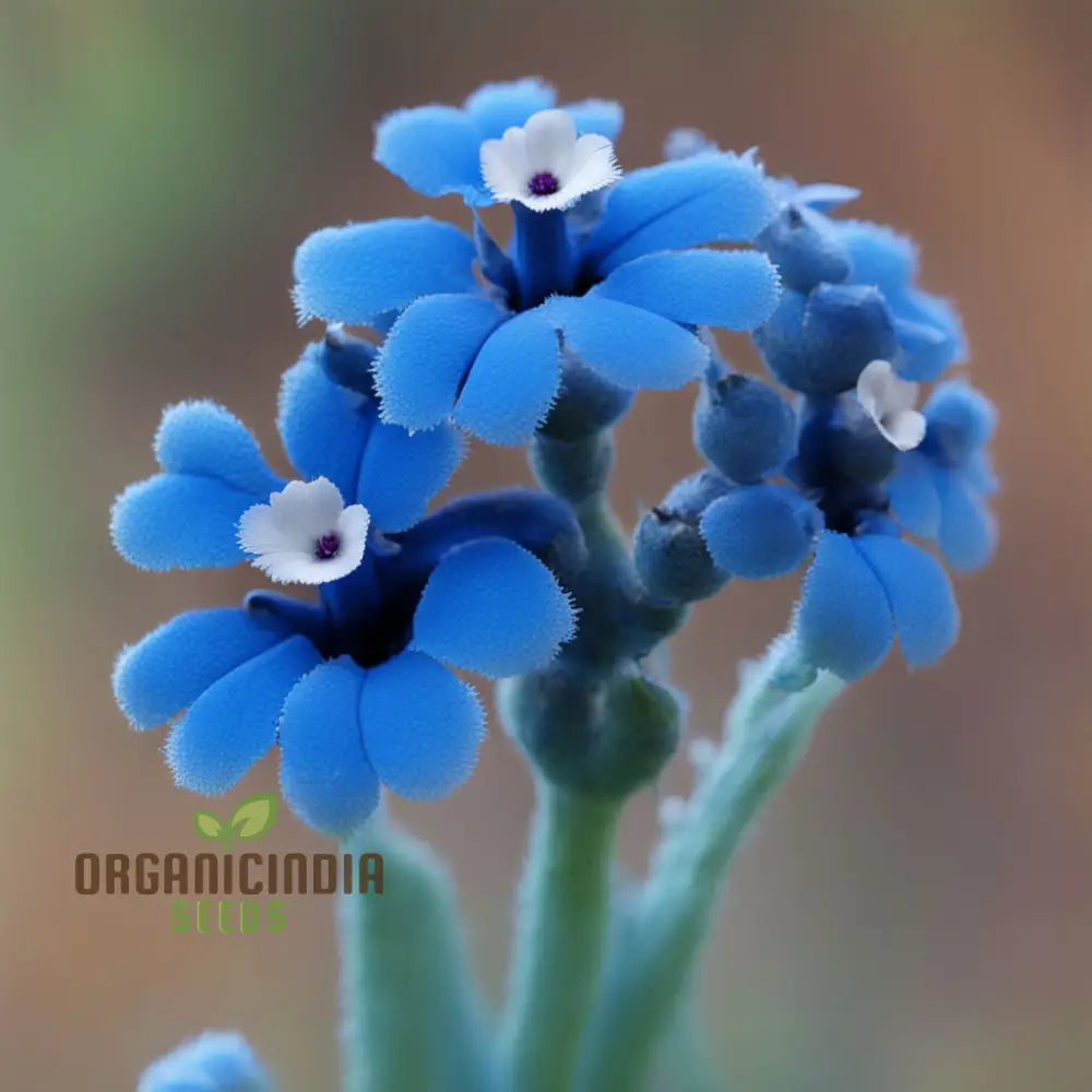 Blue Cynoglossum Flower Seeds – Elevate Your Gardening Experience With Exquisite Tranquil Blooms