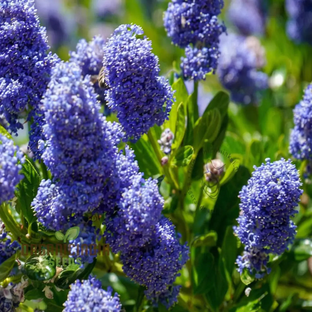 Blue Deer Brush Ceanothus Tree Seeds Native Beauty For Wildlife-Friendly Landscapes Annuals