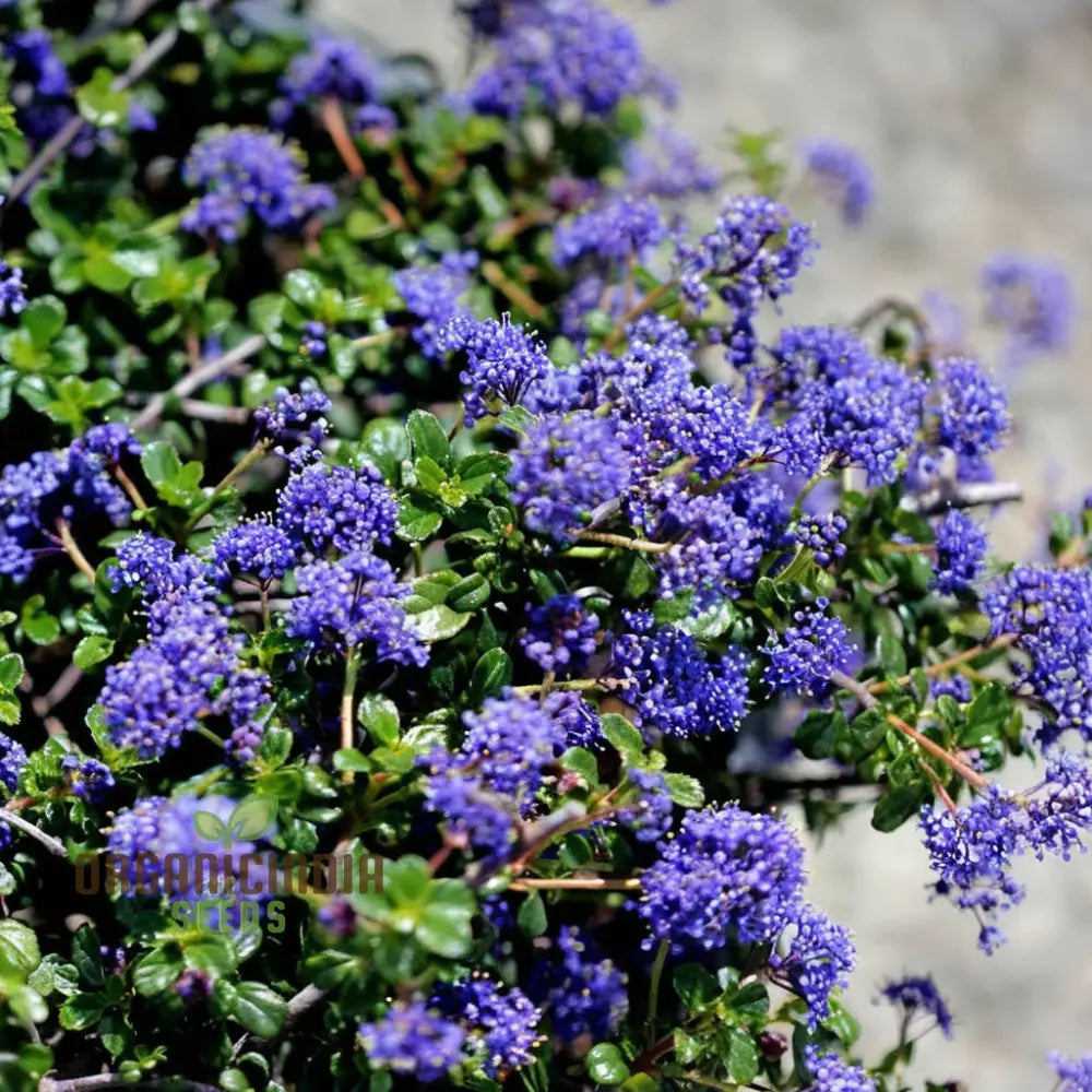 Blue Deer Brush Ceanothus Tree Seeds Native Beauty For Wildlife-Friendly Landscapes Annuals