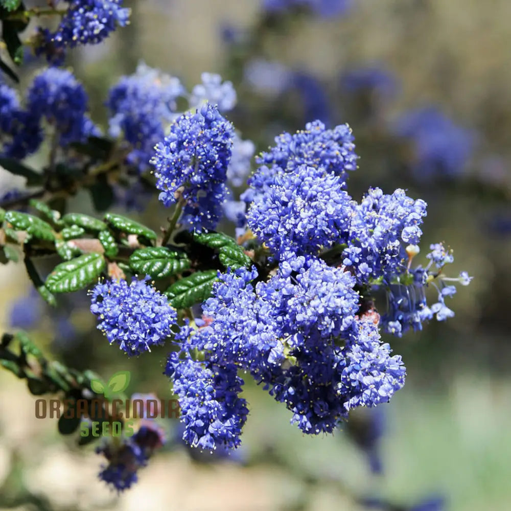 Blue Deer Brush Ceanothus Tree Seeds Native Beauty For Wildlife-Friendly Landscapes Annuals