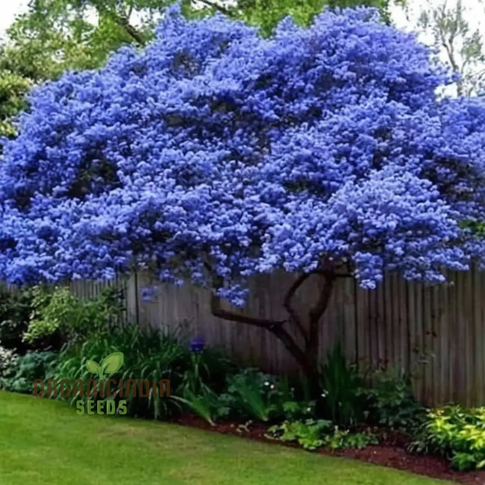 Blue Deer Brush Ceanothus Tree Seeds Native Beauty For Wildlife-Friendly Landscapes Annuals