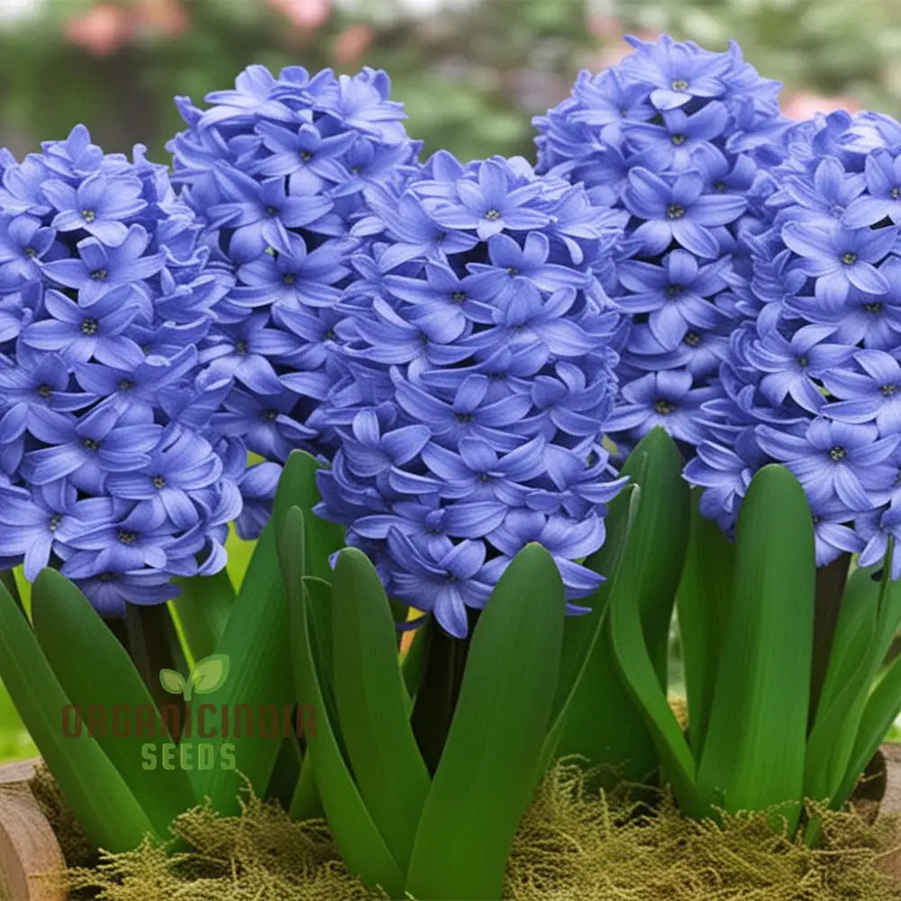 Blue Echte Hyazinthen Plant Seeds Fragrant Flower For Planting - Transform Your Garden With