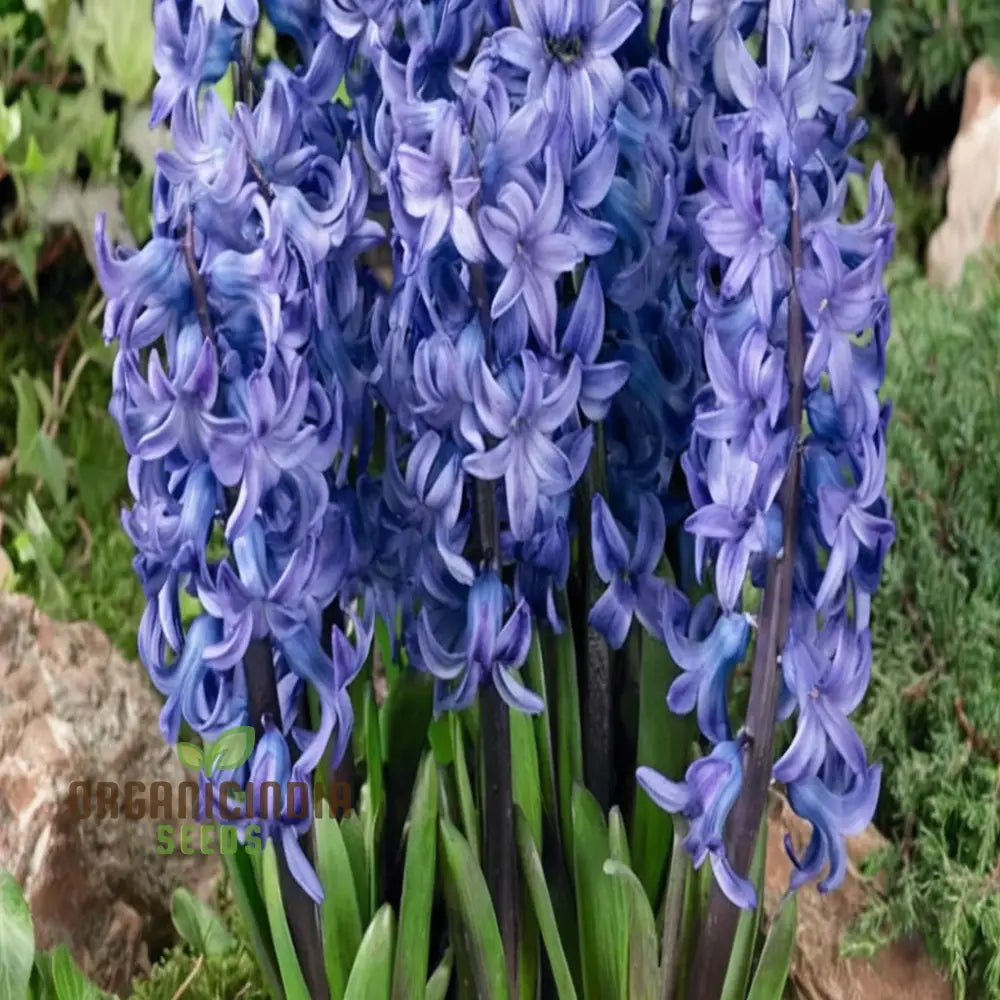 Blue Echte Hyazinthen Plant Seeds Fragrant Flower For Planting - Transform Your Garden With