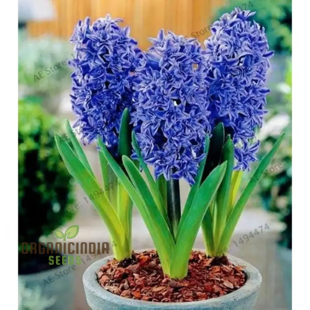 Blue Echte Hyazinthen Plant Seeds Fragrant Flower For Planting - Transform Your Garden With