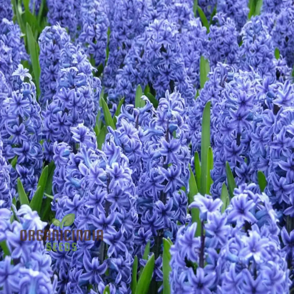 Blue Echte Hyazinthen Plant Seeds Fragrant Flower For Planting - Transform Your Garden With