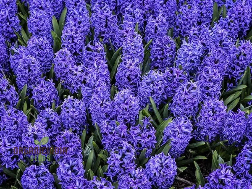 Blue Echte Hyazinthen Plant Seeds Fragrant Flower For Planting - Transform Your Garden With