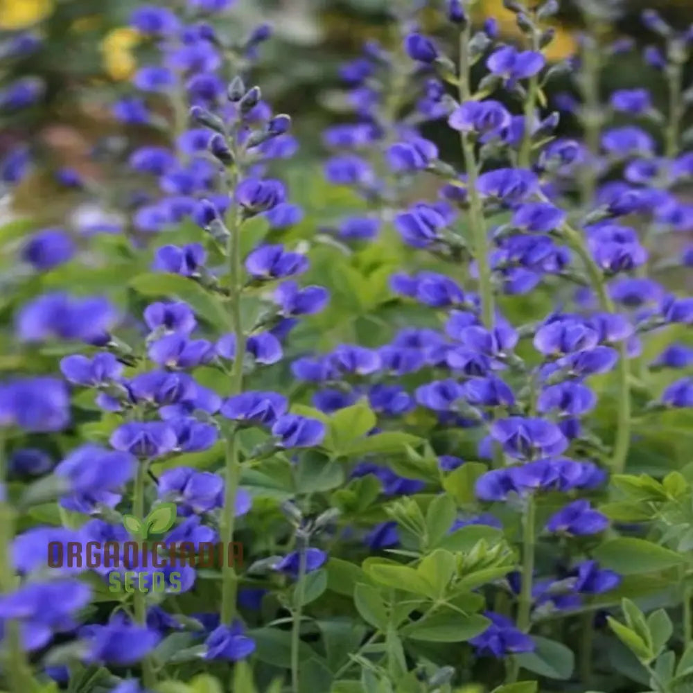 Blue False Indigo Flower Seeds Native Perennial Beauty Easy-To-Growing Captivating And Sustainable