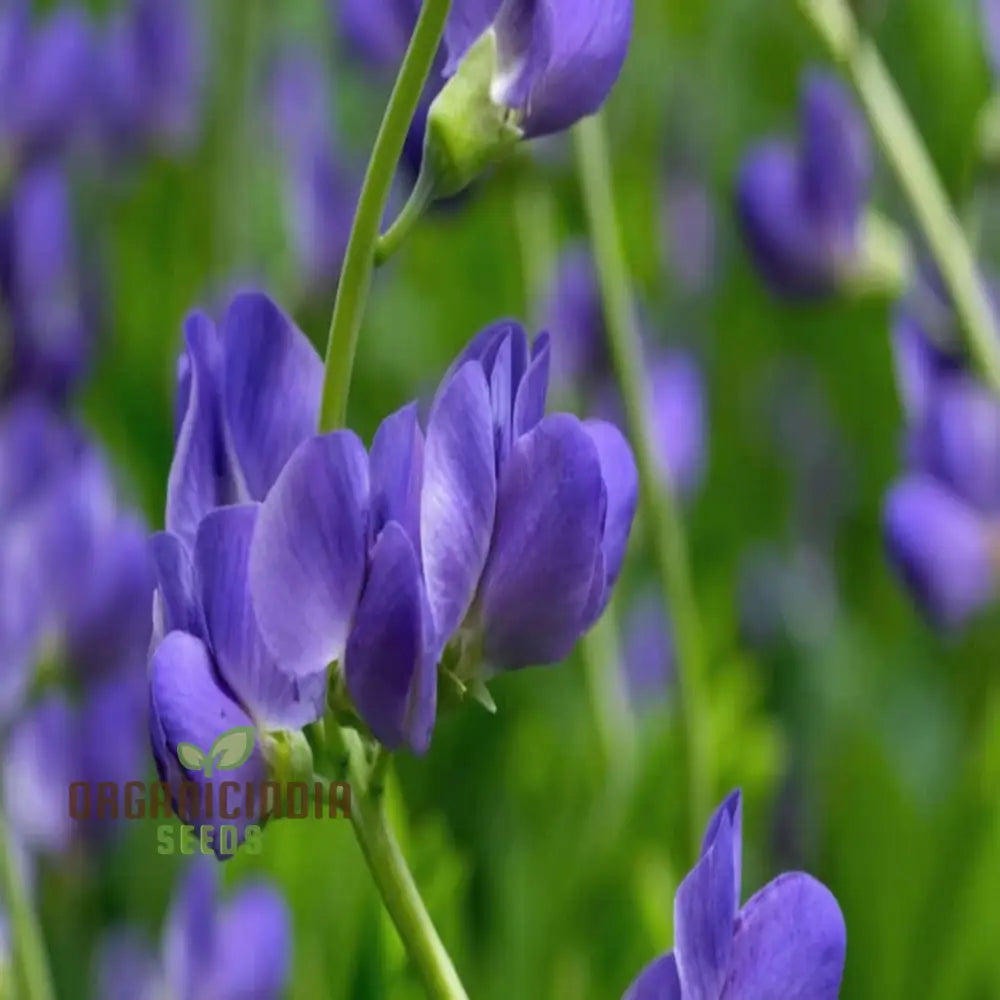 Blue False Indigo Flower Seeds Native Perennial Beauty Easy-To-Growing Captivating And Sustainable