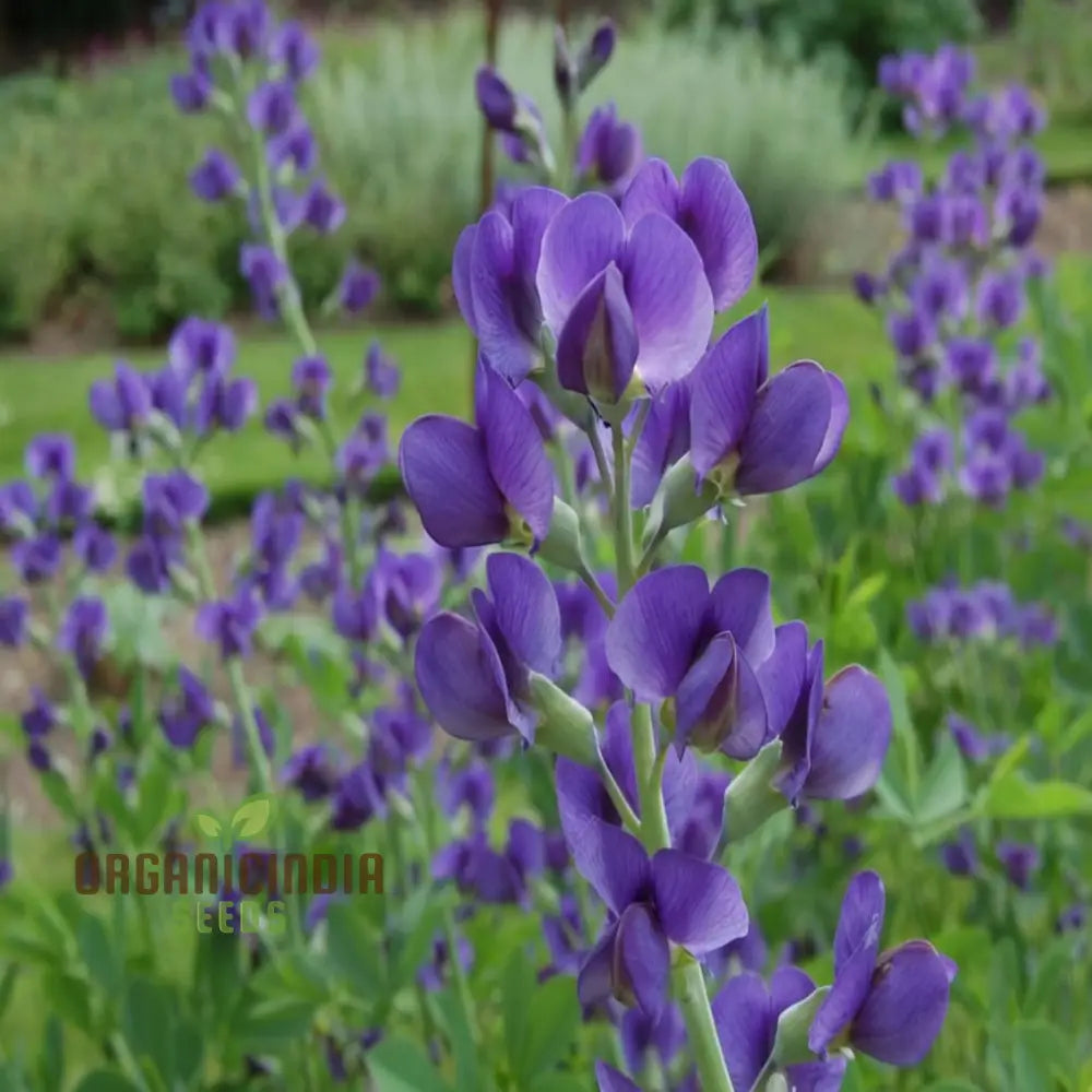 Blue False Indigo Flower Seeds Native Perennial Beauty Easy-To-Growing Captivating And Sustainable