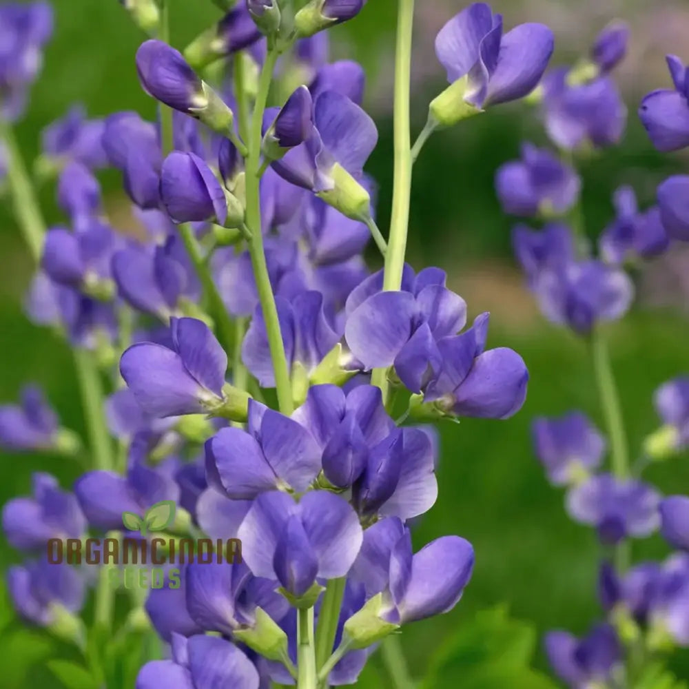 Blue False Indigo Flower Seeds Native Perennial Beauty Easy-To-Growing Captivating And Sustainable