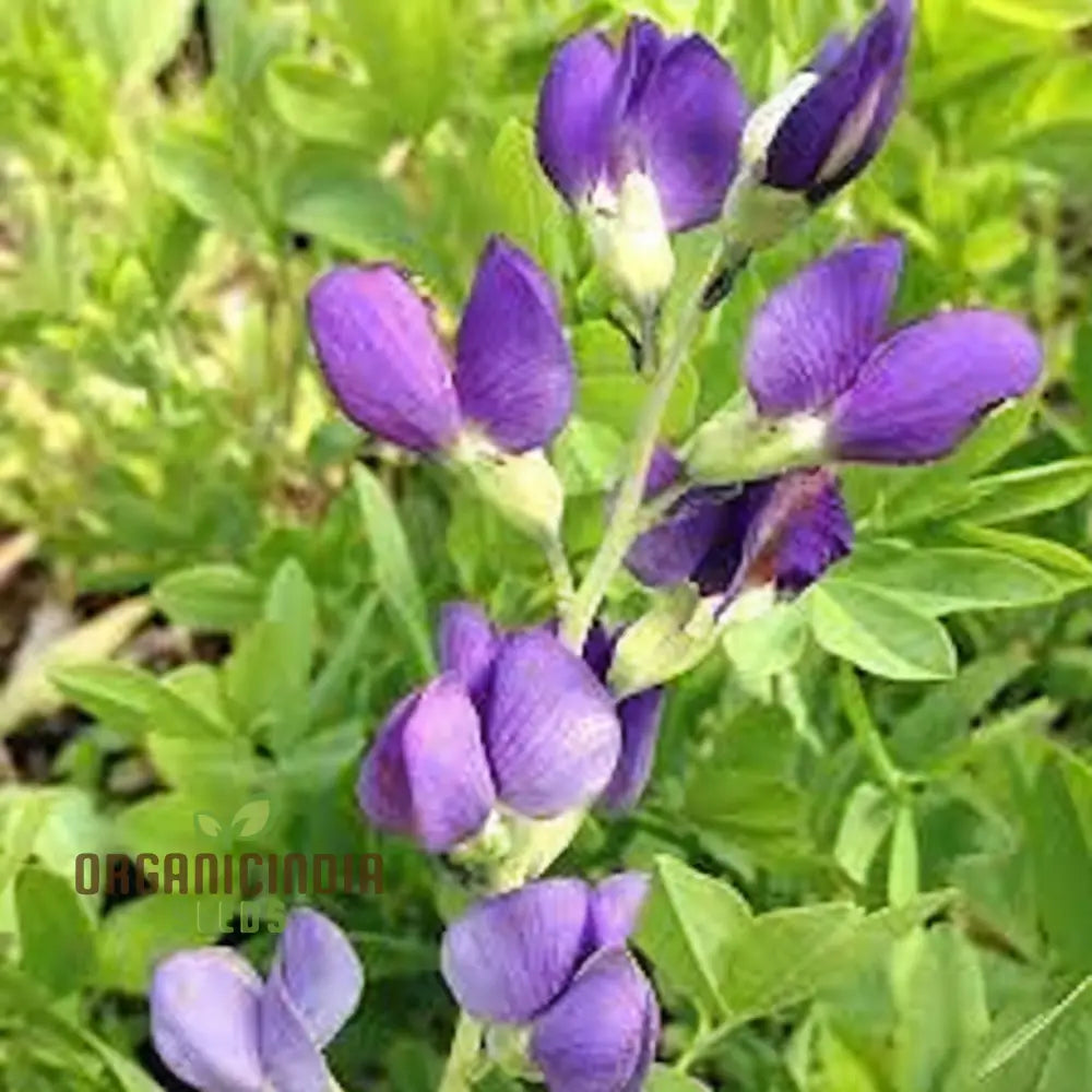 Blue False Indigo Flower Seeds Native Perennial Beauty Easy-To-Growing Captivating And Sustainable