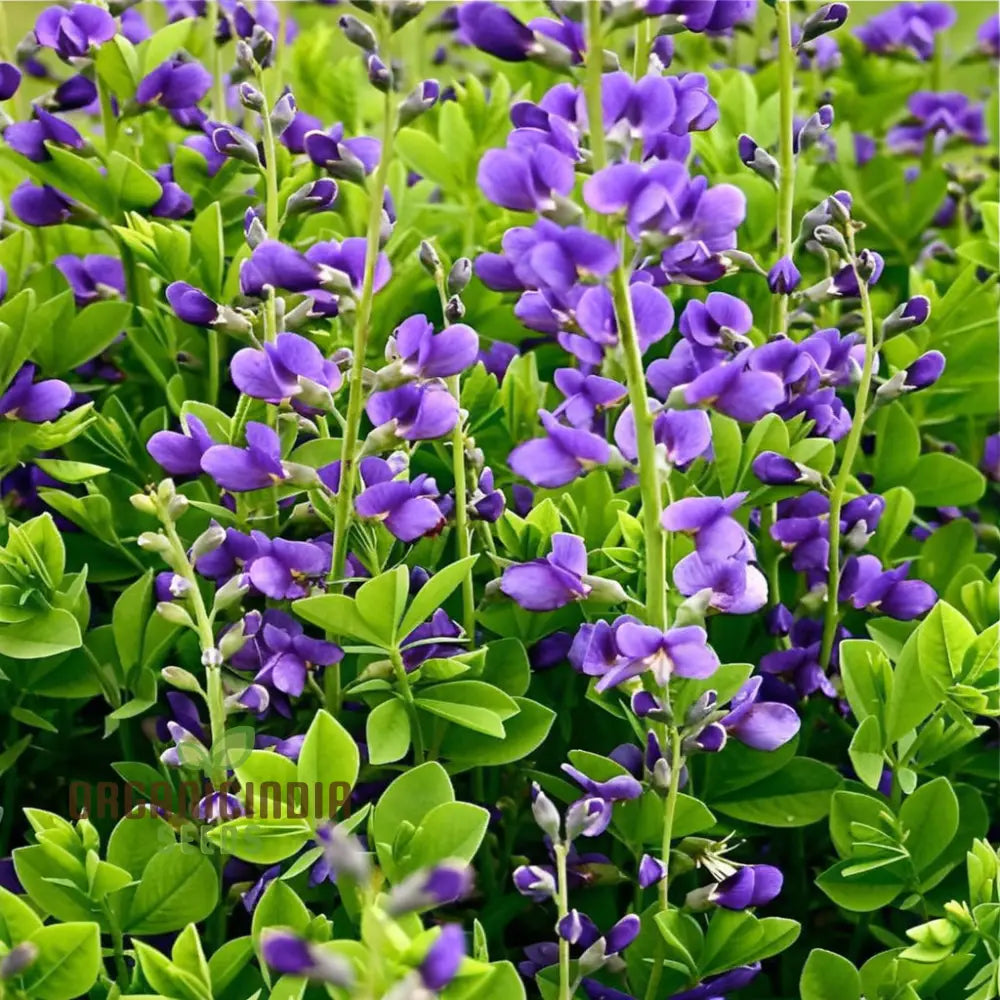 Blue False Indigo Flower Seeds Native Perennial Beauty Easy-To-Growing Captivating And Sustainable