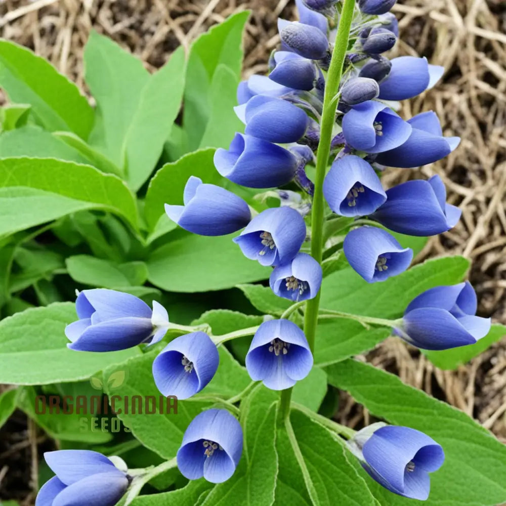 Blue False Indigo Flower Seeds - Premium Quality For Vibrant Blossoms 100 Pcs Seeds