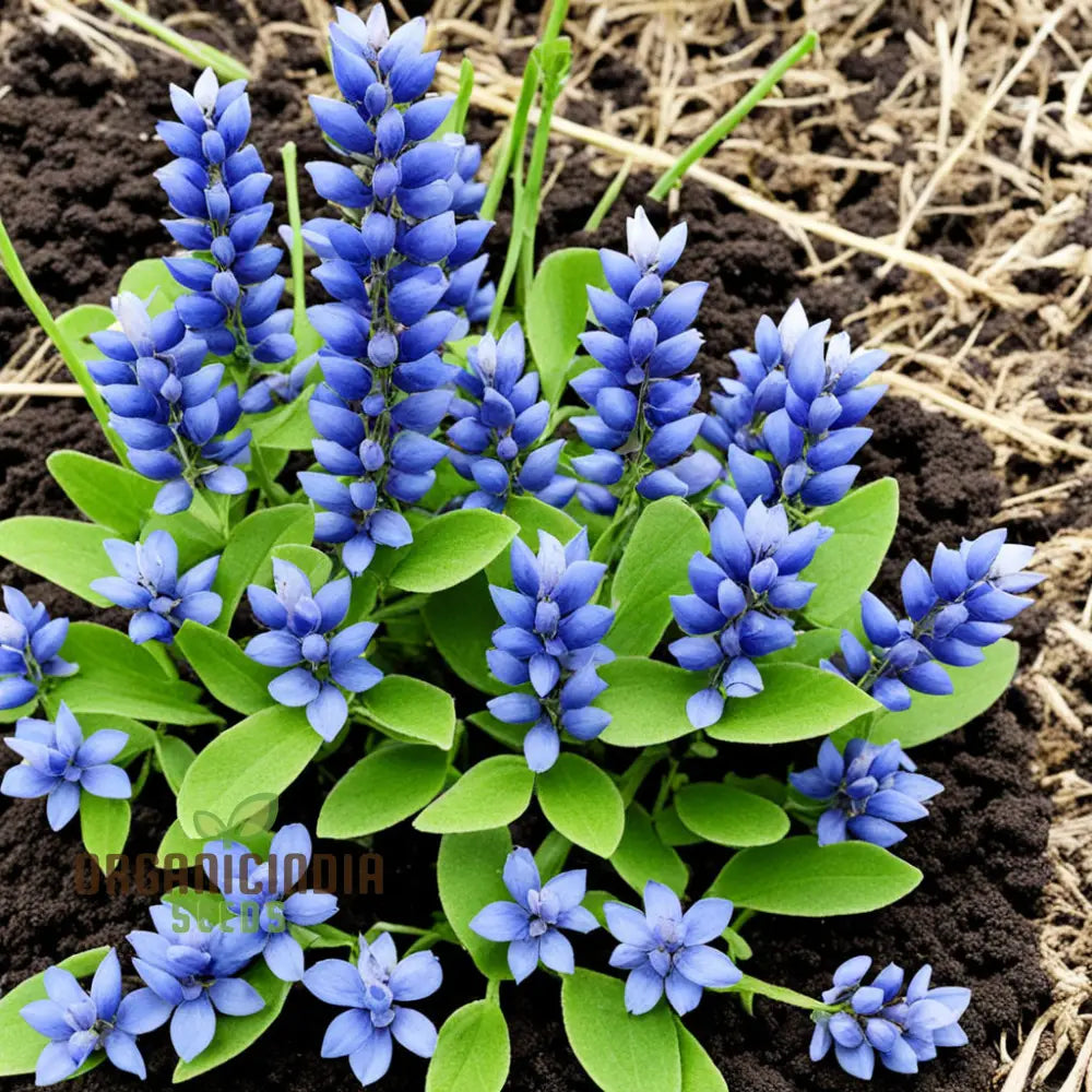 Blue False Indigo Flower Seeds - Premium Quality For Vibrant Blossoms 1000 Pcs Seeds