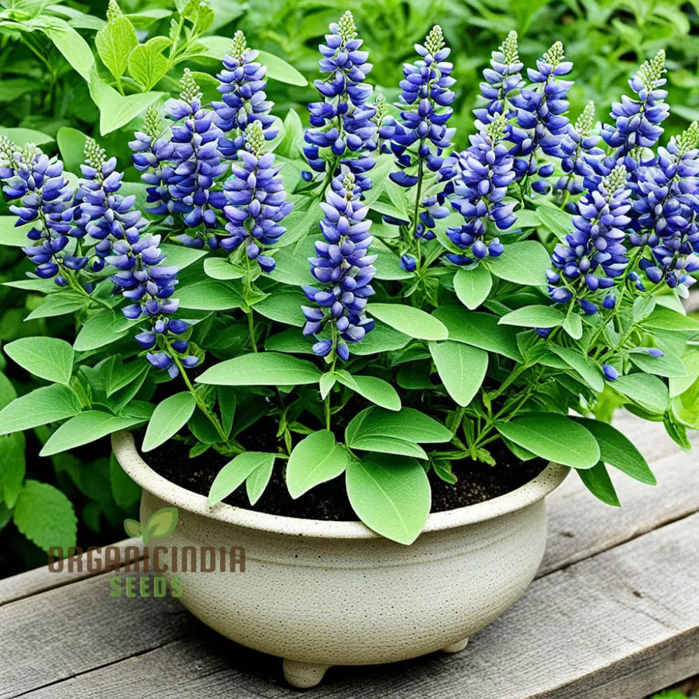 Blue False Indigo Flower Seeds - Premium Quality For Vibrant Blossoms Seeds