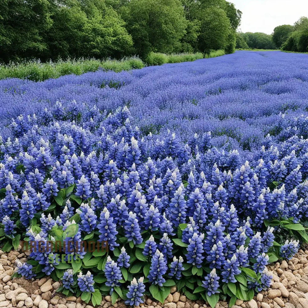 Blue False Indigo Flower Seeds - Premium Quality For Vibrant Blossoms 500 Pcs Seeds