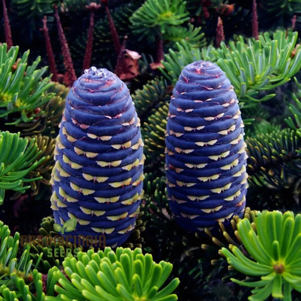 Blue Fir Tree Plant Seeds Majestic Evergreen Beauty Garden Stunning And Resilient Landscape