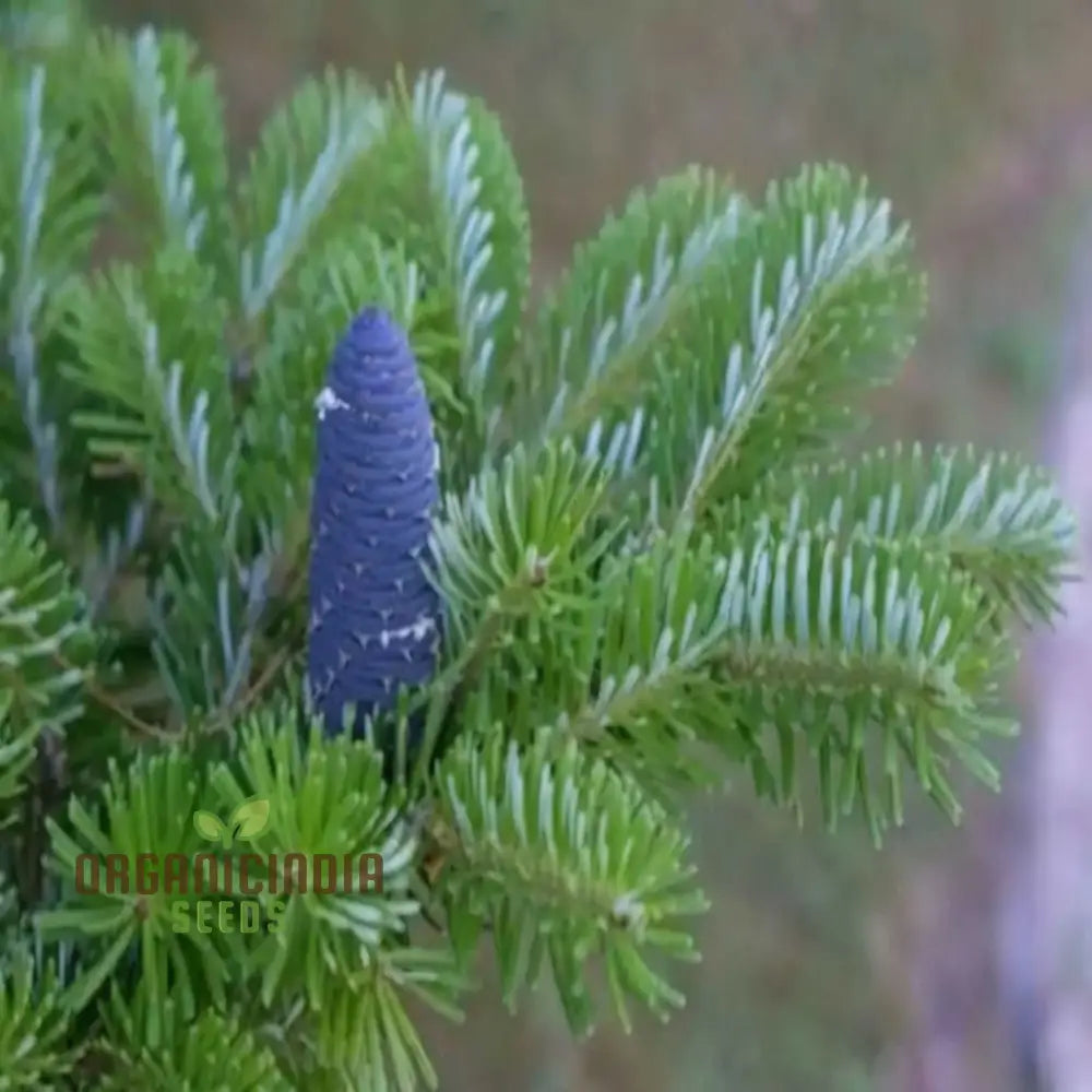 Blue Fir Tree Plant Seeds Majestic Evergreen Beauty Garden Stunning And Resilient Landscape