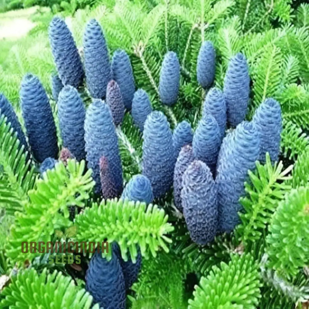 Blue Fir Tree Plant Seeds Majestic Evergreen Beauty Garden Stunning And Resilient Landscape