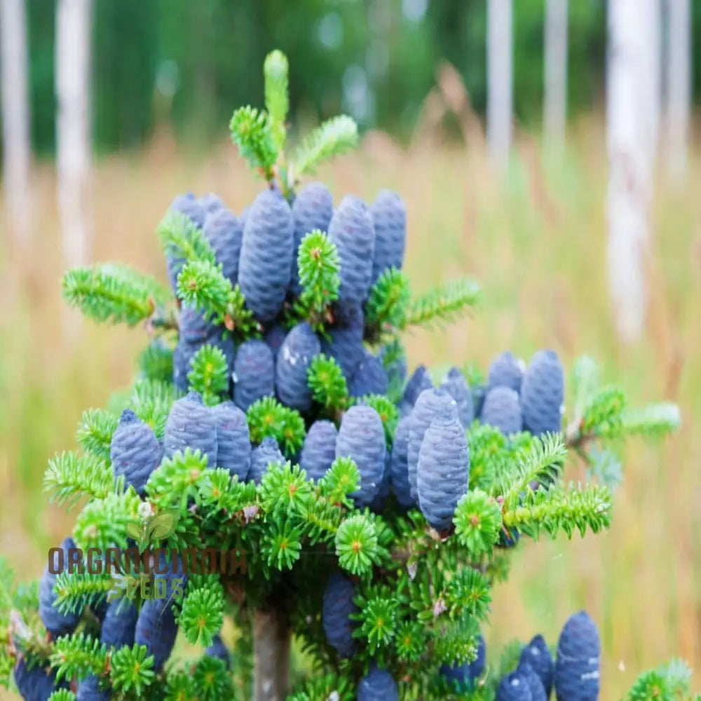 Blue Fir Tree Plant Seeds Majestic Evergreen Beauty Garden Stunning And Resilient Landscape