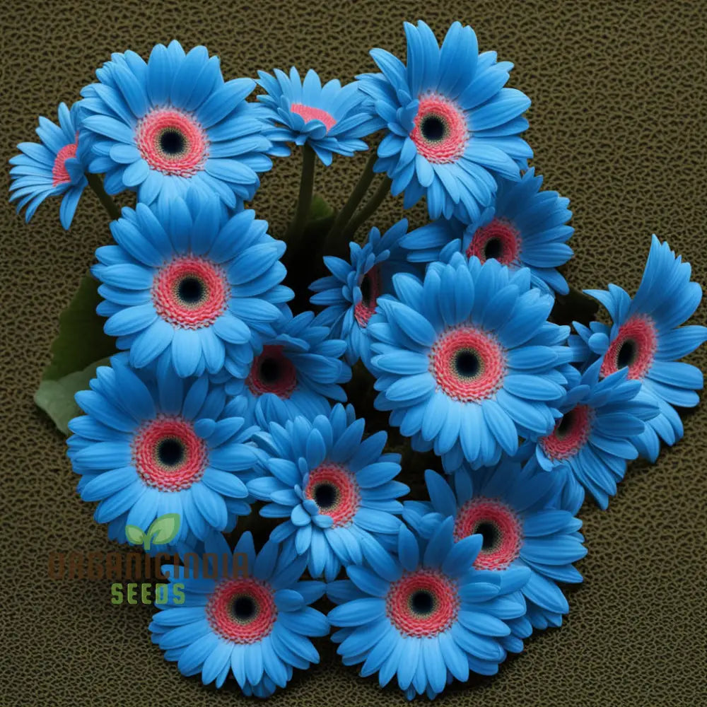 Blue Gerbera Daisy Flower Seeds - Captivating Blooms For Vibrant Garden Highlights Perennials