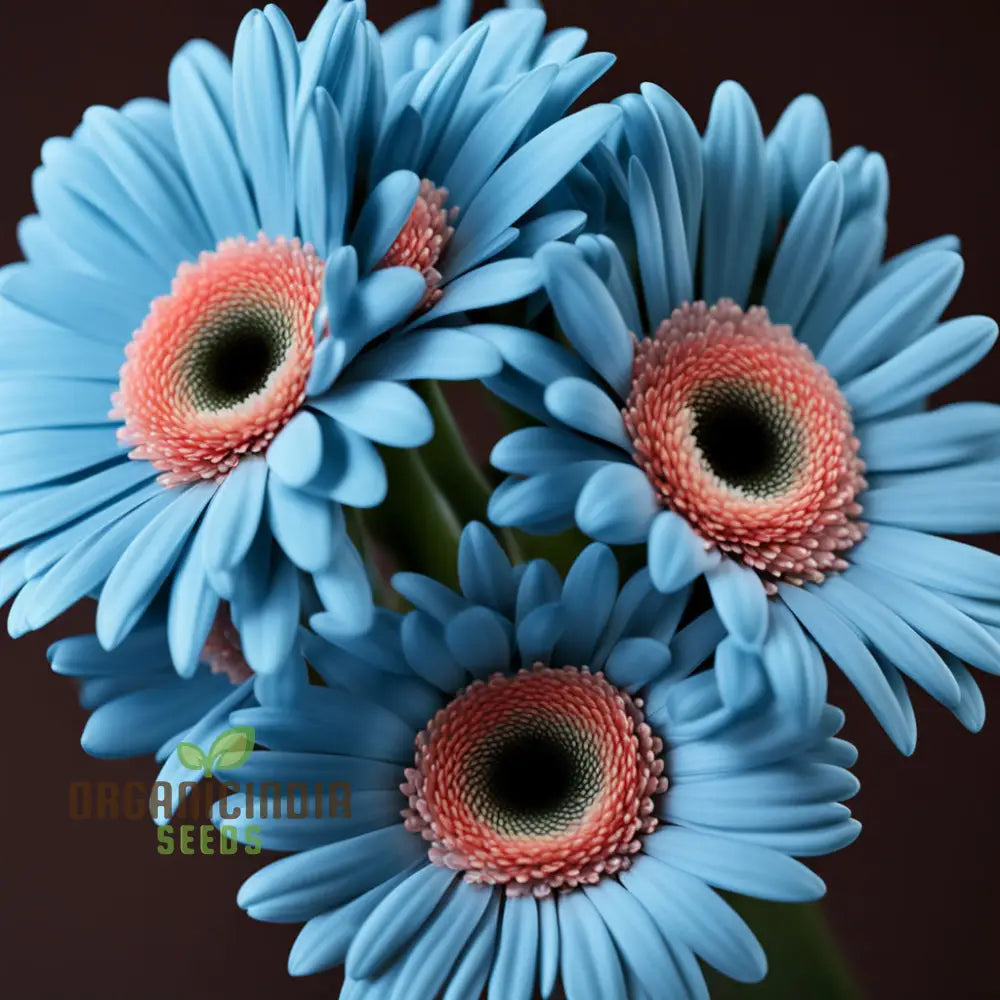 Blue Gerbera Daisy Flower Seeds - Captivating Blooms For Vibrant Garden Highlights Perennials