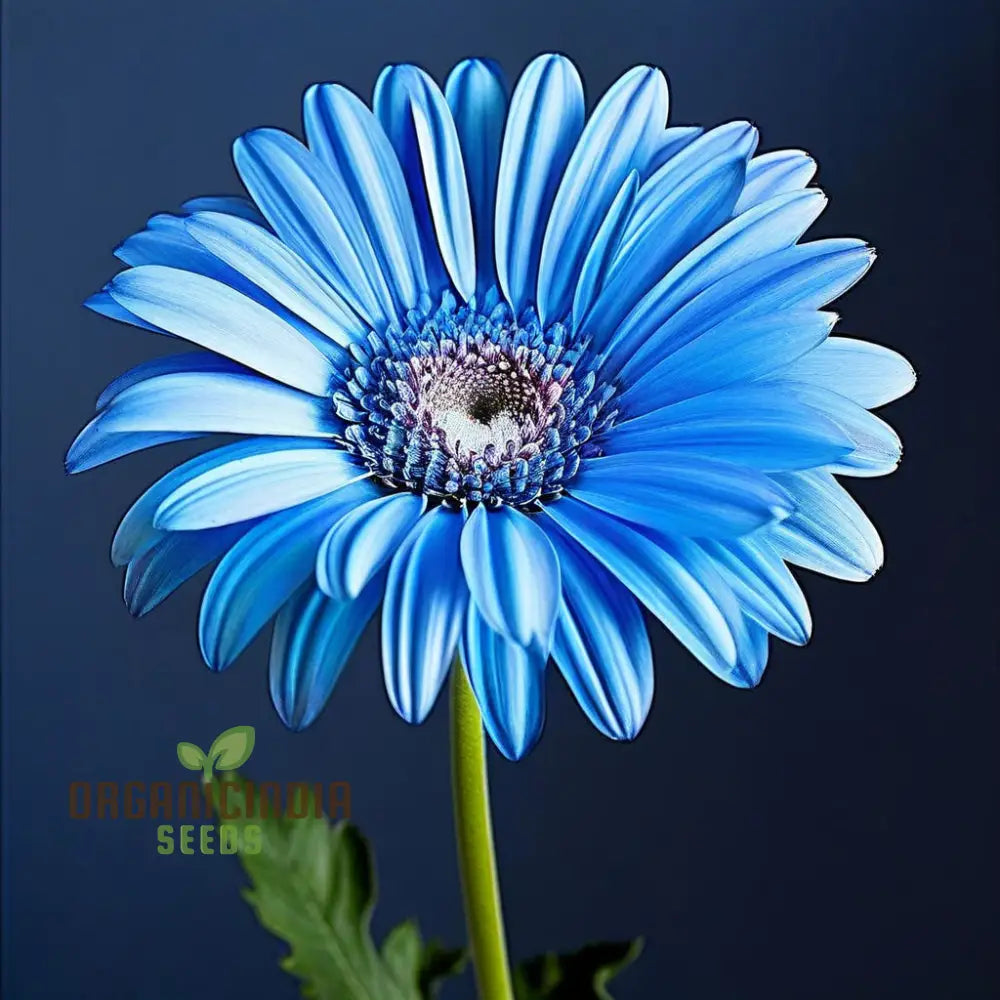 Blue Gerbera Daisy Flower Seeds - Captivating Blooms For Vibrant Garden Highlights Perennials