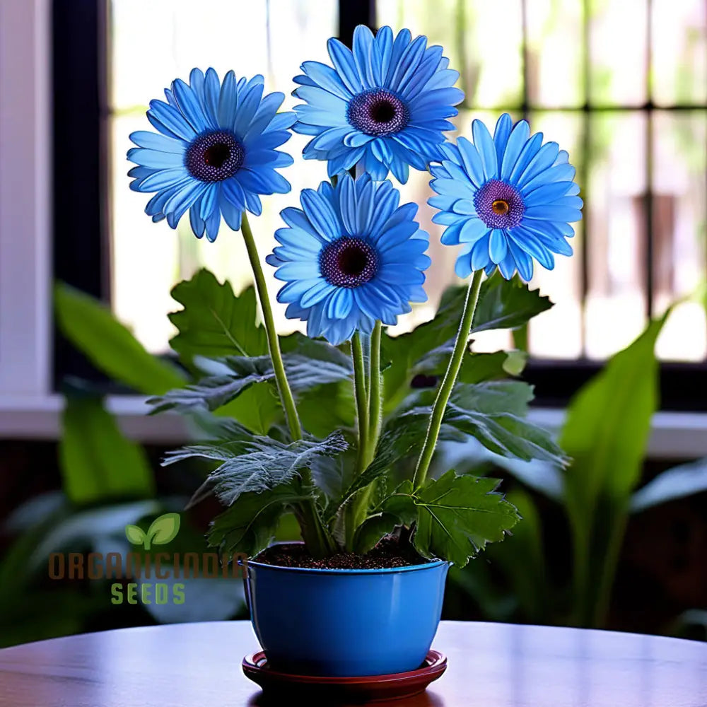 Blue Gerbera Daisy Flower Seeds - Captivating Blooms For Vibrant Garden Highlights Perennials