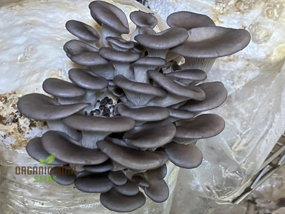 Blue-Grey Oyster Mushroom With These Vegetable Seeds Perfect For Adding An Exotic Twist To Your